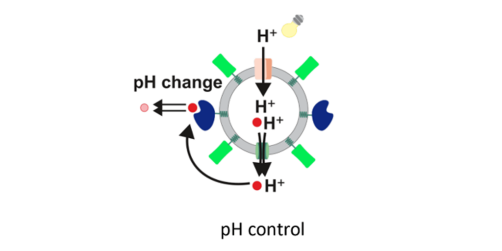 A schematic picture of a nanobioreactor (vesicle) with different proteins integrated in the membrane and a bulb