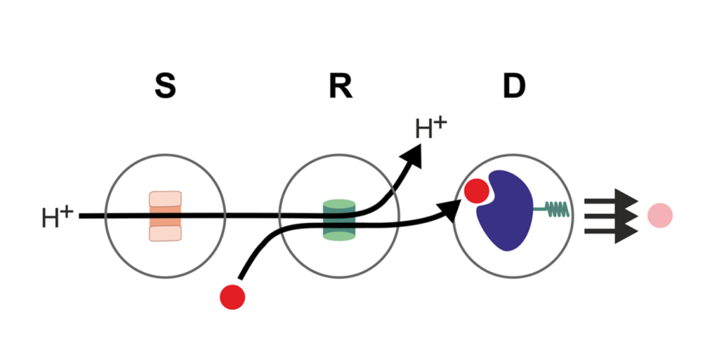 A schematic picture of protein cascade as signal transmitterm reseaver and detector