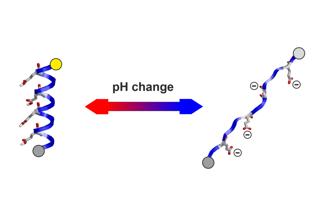 A schematic picture of polyionic peptide swithing form coiled to linear structure depending on pH