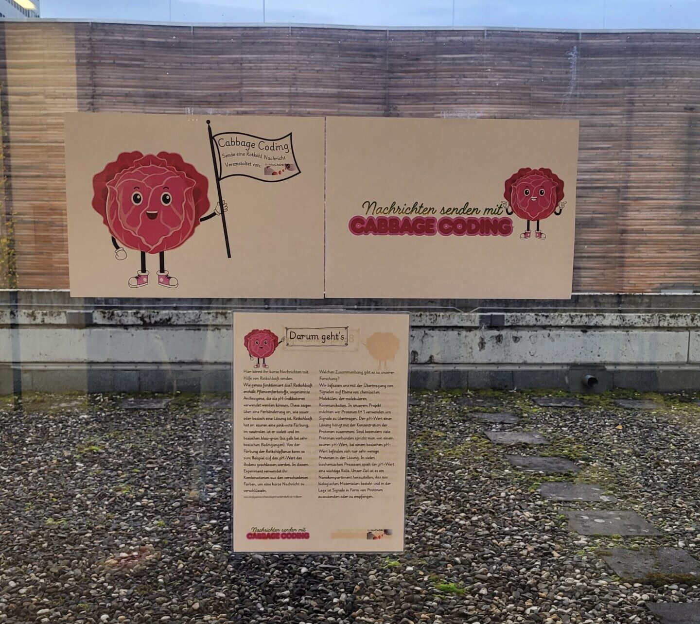 Cabbage Coding - Flyer and Intructions