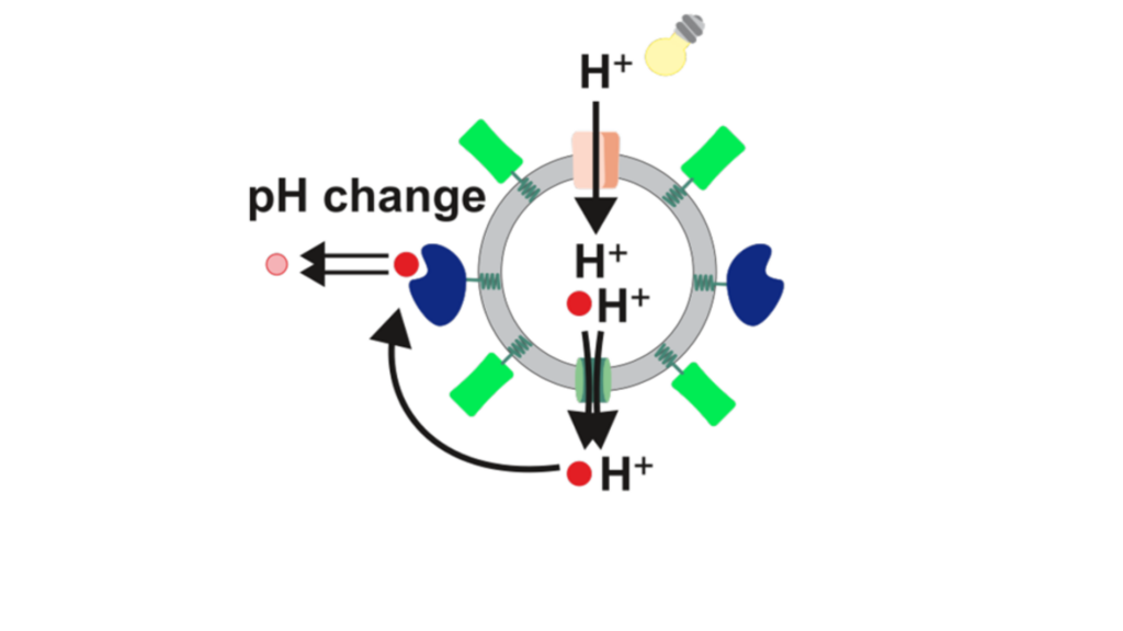 Symbol picture - a bionanoreactor with integrated membrane proteins for light driven pH control