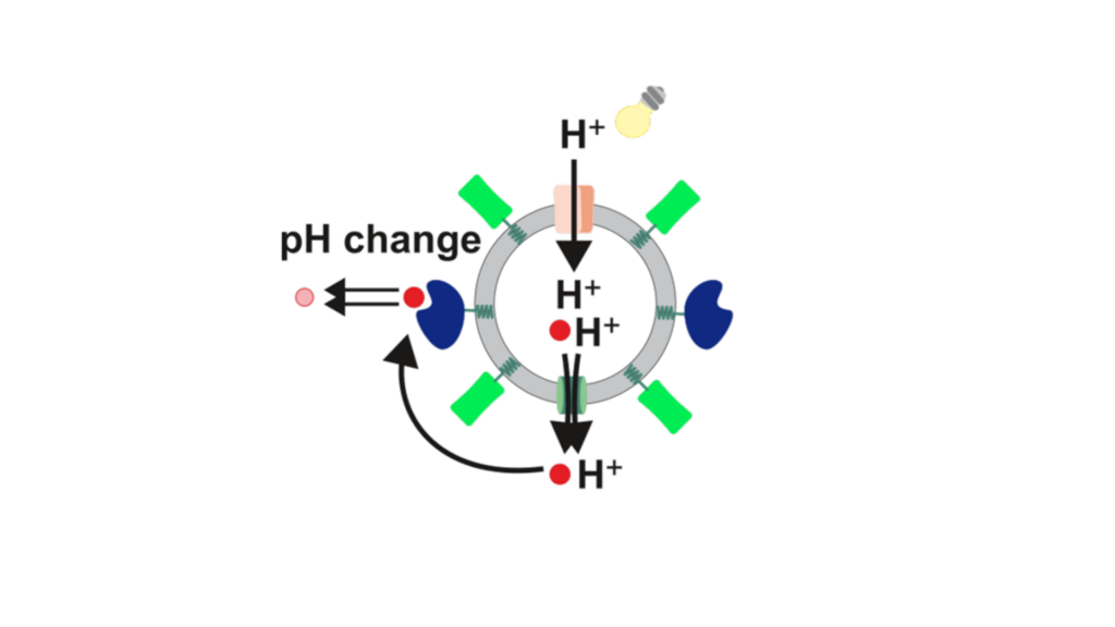 Symbol picture - a bionanoreactor with integrated membrane proteins for light driven pH control