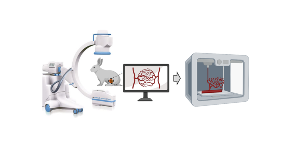 Symbol bild - a rabbit in a MRT machine, a monitore with a picture of vessel syste and a 3d pronter printing the blood vessels